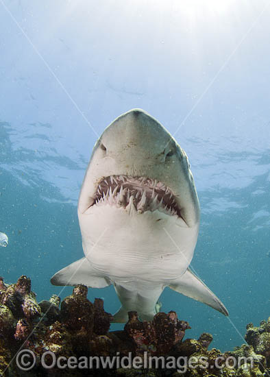 Grey Nurse Shark South Africa photo