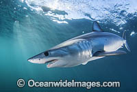 Mako Shark South Africa Photo - Chris & Monique Fallows