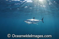 Mako Shark South Africa Photo - Chris & Monique Fallows