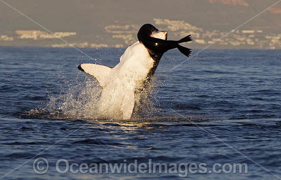 Great White Shark attacking seal photo