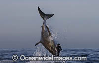 Great White Shark breaching on decoy Photo - Chris & Monique Fallows
