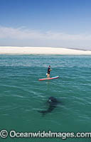 Paddle board over Shark Photo - Chris & Monique Fallows