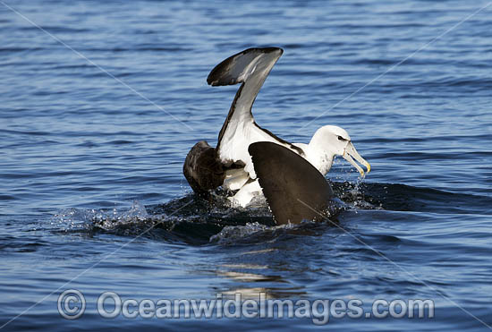 Great White Shark and Albatross photo