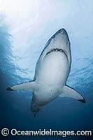 Great White Shark underwater Photo - Chris & Monique Fallows