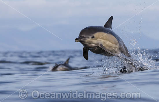 Dolphin Delphinus capensis photo