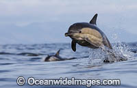 Dolphin Delphinus capensis Photo - Chris and Monique Fallows