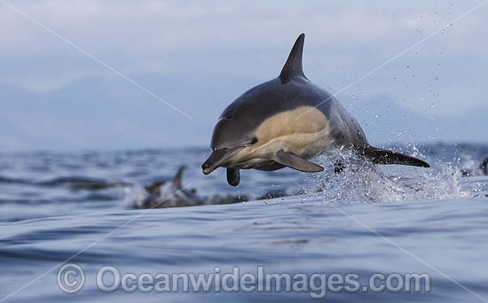 Dolphin Delphinus capensis photo