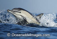 Common Dolphin Delphinus capensis Photo - Chris and Monique Fallows
