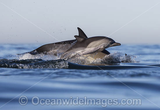 Dolphin mother and baby photo
