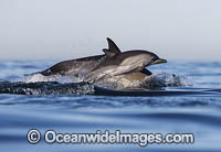 Dolphin mother and baby Photo - Chris and Monique Fallows