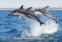 Dusky Dolphin Lagenorhynchus obscurus Photo - Chris and Monique Fallows