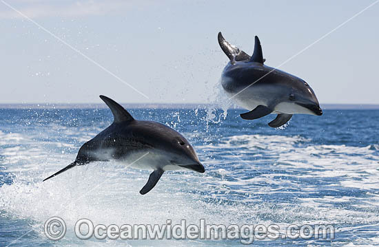 Dusky Dolphin Argentina photo