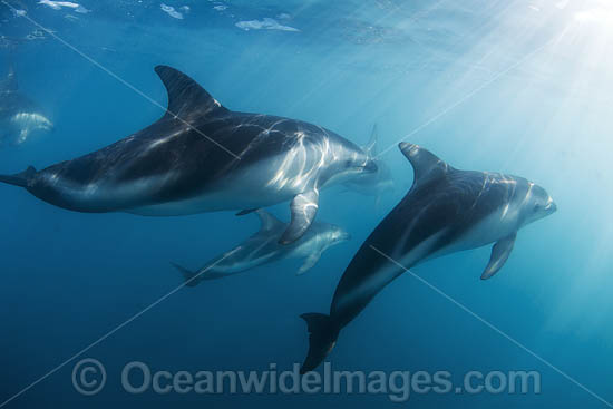 Dusky Dolphin New Zealand photo