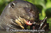 Giant Otter hunting fish Photo - Chris and Monique Fallows