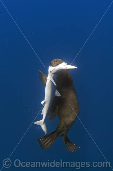 Cape Fur Seal predating on Blue Shark photo