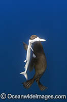 Cape Fur Seal predating on Blue Shark Photo - Chris & Monique Fallows