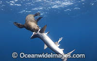 Cape Fur Seal predating on Blue Shark Photo - Chris & Monique Fallows