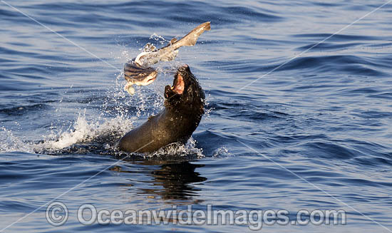 Cape Fur Seal feeding on catshark photo