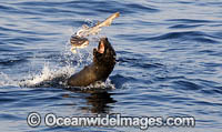 Cape Fur Seal feeding on catshark Photo - Chris & Monique Fallows