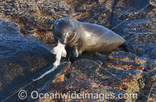 Cape Fur Seal feeding on shyshark photo