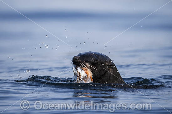 Cape Fur Seal feeding on octopus photo