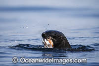 Cape Fur Seal feeding on octopus Photo - Chris & Monique Fallows