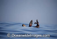 Cape Fur Seal injured by Shark Photo - Chris & Monique Fallows