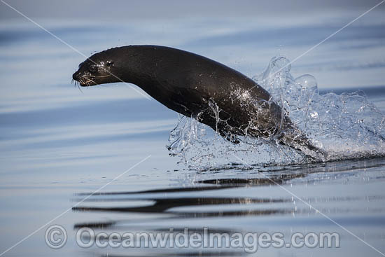 Cape Fur Seal escaping Shark photo