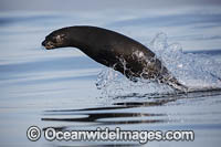 Cape Fur Seal escaping Shark Photo - Chris & Monique Fallows
