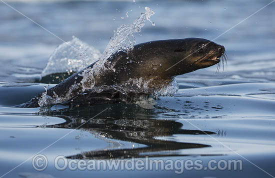 Cape Fur Seal escaping Shark photo