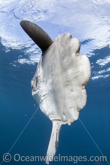 Sunfish Photos, Pictures and Images