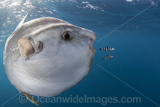 Ocean Sunfish South Africa photo