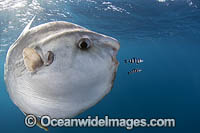 Ocean Sunfish South Africa Photo - Chris & Monique Fallows
