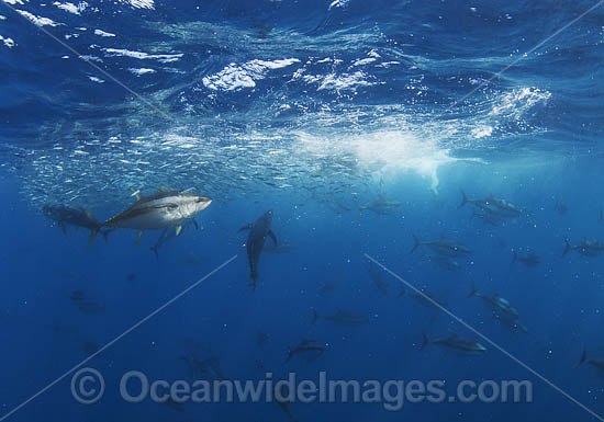 Yellowfin Tuna feeding on baitball photo