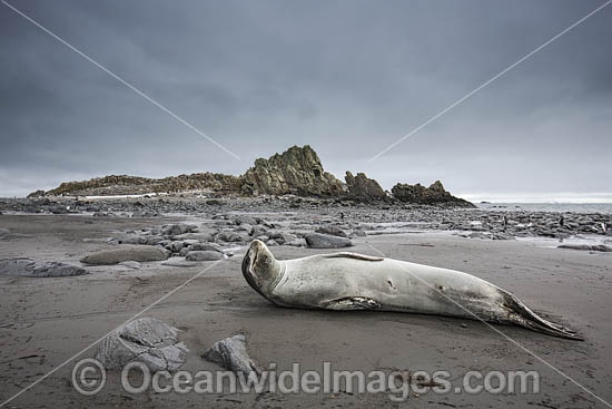 Leopard Seal photo