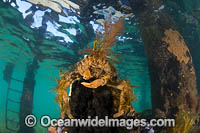 Decorator Crab Naxia aurita Photo - Gary Bell