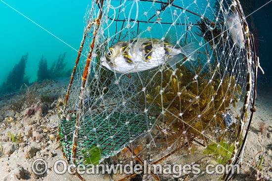 Net Fishing Photos, Pictures and Images