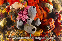 Sea Sponges Blairgowrie Pier Photo - Gary Bell