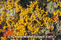 Sea Sponges Blairgowrie Pier Photo - Gary Bell