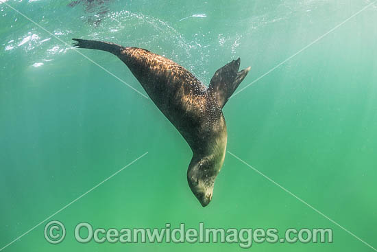 Australian Fur Seal Port Phillip Bay photo