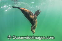 Australian Fur Seal Port Phillip Bay Photo - Gary Bell