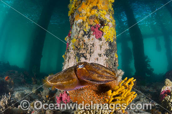 Giant Cuttlefish Sorrento Pier photo