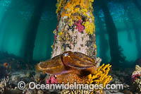 Giant Cuttlefish Sorrento Pier Photo - Gary Bell