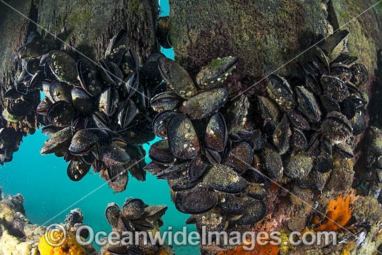 Blue Mussels Port Phillip Bay photo