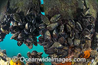 Blue Mussels Port Phillip Bay Photo - Gary Bell
