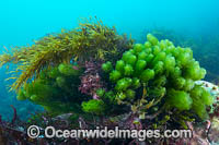 Kelp Port Phillip Bay Photo - Gary Bell