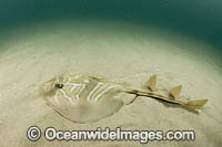 Southern Fiddler Ray Photo - Gary Bell