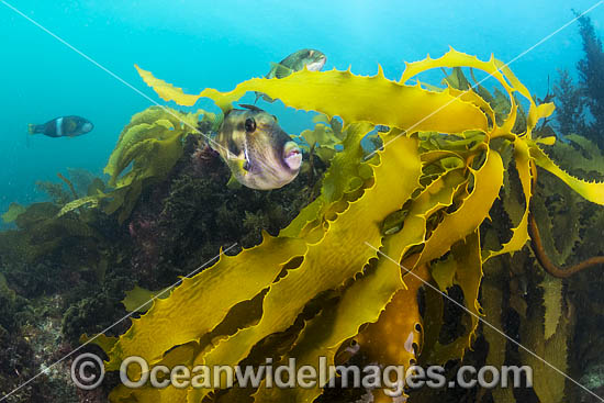 Leatherjacket amongst kelp photo