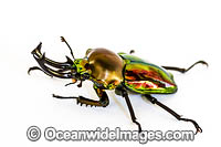 Rainbow Stag Beetle Photo - Gary Bell