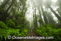 Hiker in Dorrigo Rainforest Photo - Gary Bell
